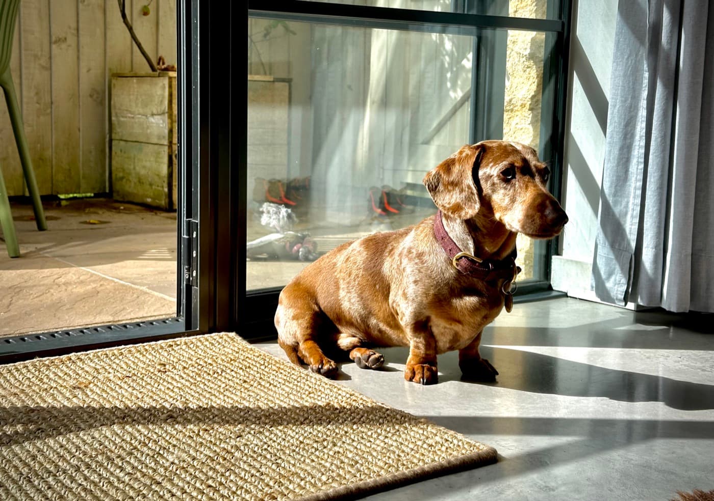 Geoffrey, smooth-haired dachshund